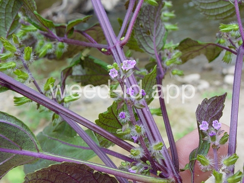 mint, perilla